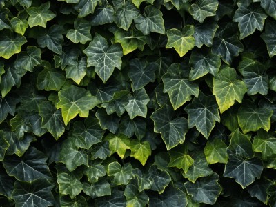 Background Of Ivy Leaves