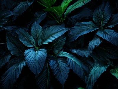 Background Of This Image Is Dark, Green, And Blue Plants