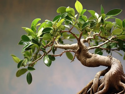 Bonsai Tree Pictured Below