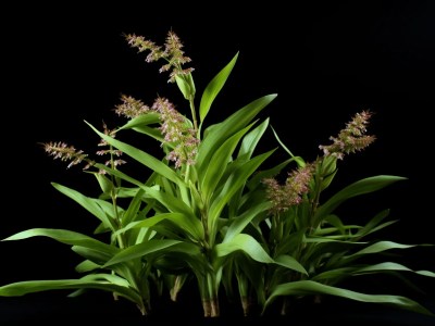 Brown Plant With Purple Flowers Against Black Background