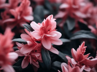 Close Up Image Of Red Flowers