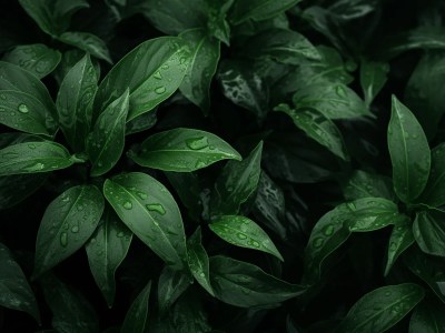 Close Up Of Dark Green Leaves