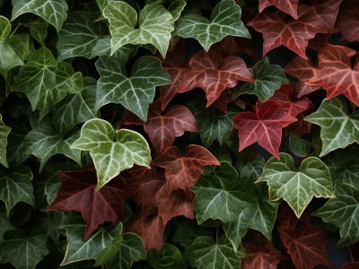 Close Up Of Multi Colored Ivy Leaves