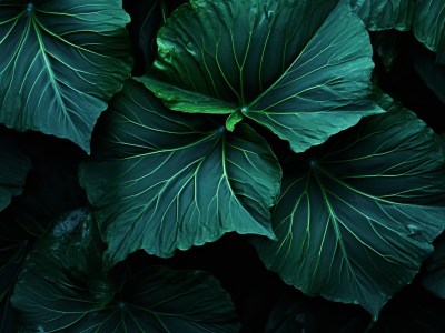 Close Up Of Several Green Leaves On A Black Background