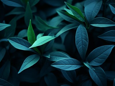 Close Up Photo With Green Leaves On A Dark Background