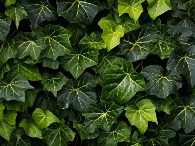 Close Up Shot Of Lush Green Ivy Leaves