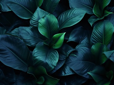 Dark Dark Plants Background With Green Flowers And Leaves