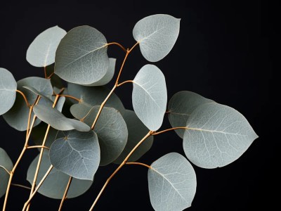 Eucalyptus Leaves On A Black Background