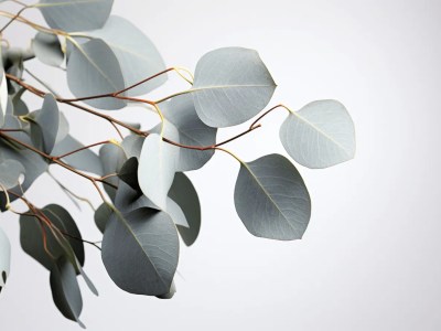 Eucalyptus Leaves With A Grey Background