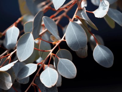 Eucalyptus Leaves With Blue Leaves On A Black Background