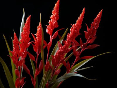 Flowers Are Red Against A Black Background