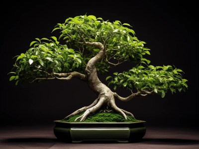 Green Bonsai Tree With Dark Background