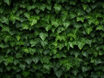 Green Ivy Wall With Dark Leaves