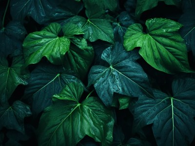 Green Leaves In A Dark Forest