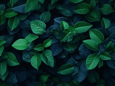 Green Plants In A Dark Background