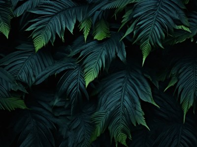 Image Of A Black Background With Green Leaves On It