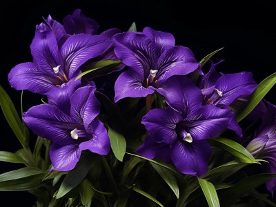 In A Dark Background There Are Dark Purple Flowers