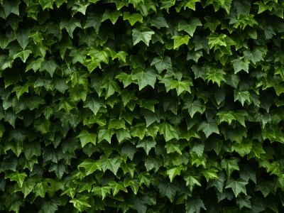 Ivy Plant Wall Background