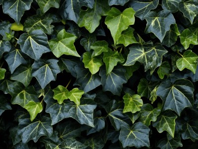 Ivy With Dark Leaves Over A Background