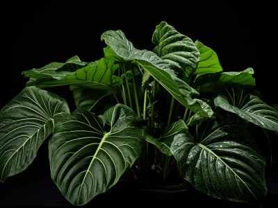 Large Philodendron Plant On A Black Background