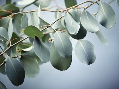 Leaves Of An Eucalyptus Tree