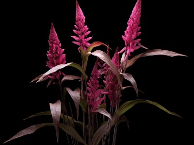 Pink Flowers In A Vase On The Black Background