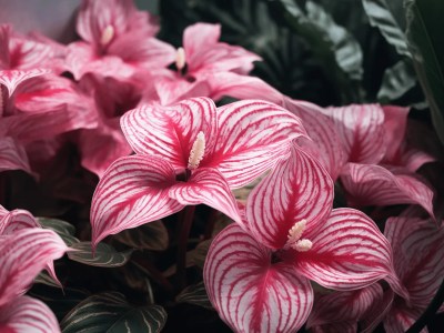 Pink Flowers With Stripes