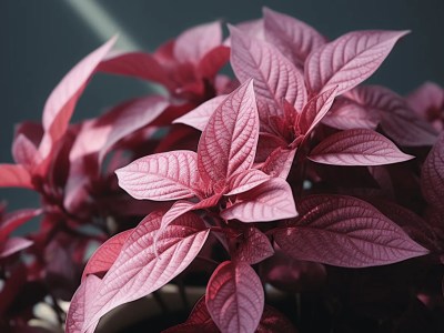 Pink Plant On A Dark Surface