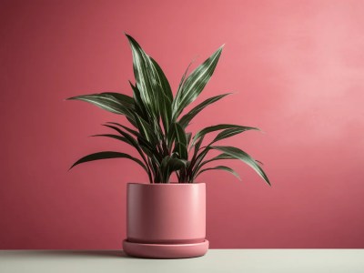 Pink Plant Pot On A Table With Red Wall