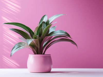 Pink Pot Of Plant On A Pink Background