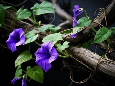 Purple Flower Growing On A Branch