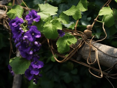 Purple Grapes Growing On A Wooden Piece