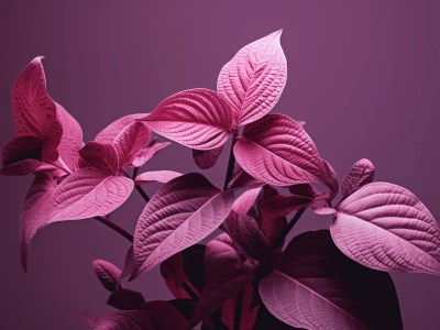 Red Leaves On A Purple Background