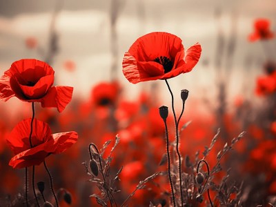 Red Poppy Flowers In A Field