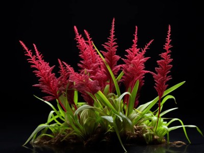 Red Sand Plants Blooming In Dark Background On The Transparent Background