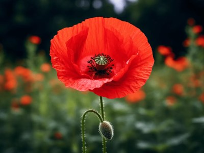 Single Red Poppy Flower In A Field Full Of Red Flowers