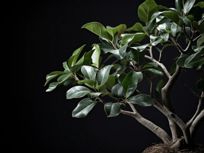 Small Bonsai Plant With Green Leaves And Roots In Black Background