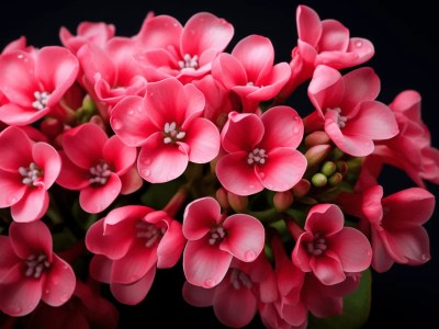 Some Pink Flowers On A Black Background