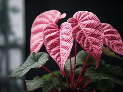 Tall Pink Leaves On A Plant