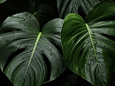 Tropical Leaves On Black Background With Rain Drops