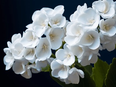 White Flowers Against A Black Background