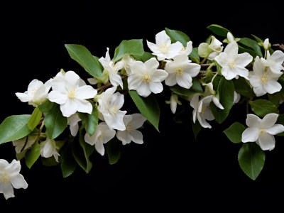 White Jasmine Flowers With Green Leaves On A Black Background